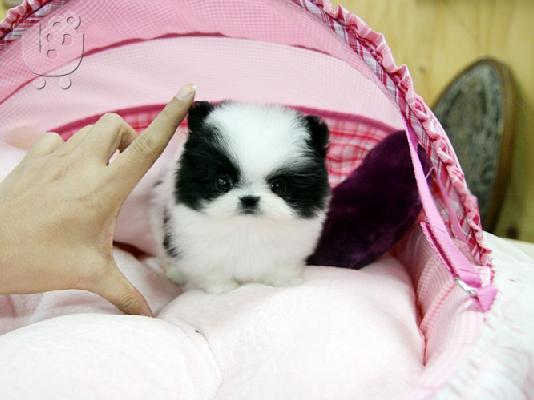 PoulaTo: Pomeranian κουτάβια - Ready 60Euro